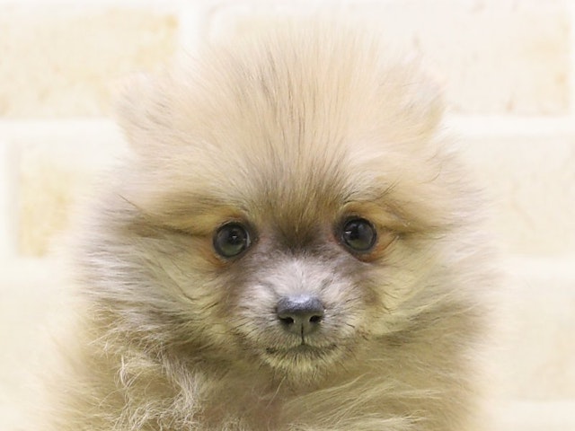 熊本県のポメラニアン (ペッツワン熊本宇土店/2024年9月29日生まれ/女の子/オレンジ)の子犬